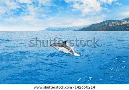 Jumping dolphin at a watching tour