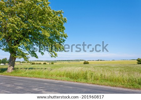 idyllic land, tree near lonely track, field, meadow and blue sky