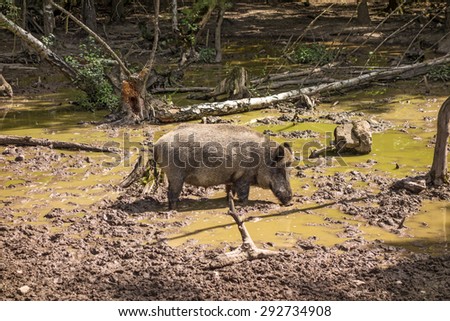 Wild boar in wood walking on dirt