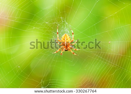 Cross spider sitting on web - green colorful background