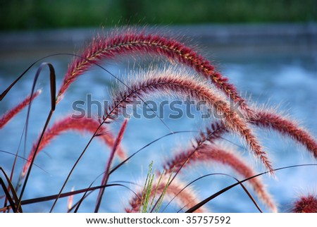 Red Fountain Grass on a blue background - a closeup of plumes.