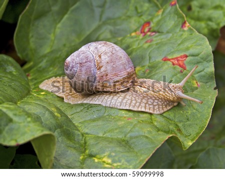 Large land snail (Burgundy or Roman snail) stretched out on the green leaf.