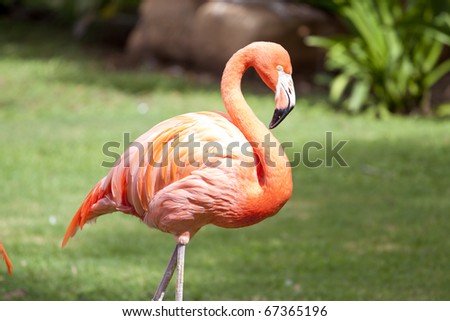 stock photo : Flamingo at Honolulu Zoo