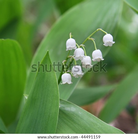 Lily of the valley in a wood on a green background
