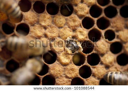 Bees taking care of bee-larva/Bee birth
