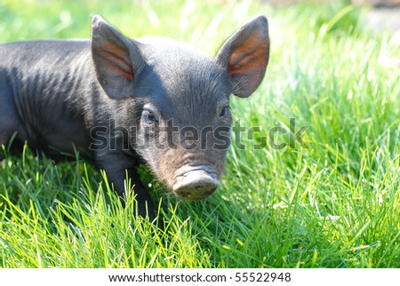 A Black Pig