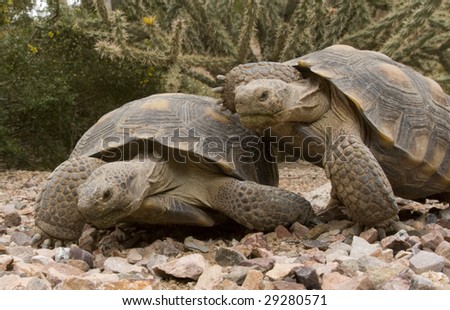 Two Mohave Desert tortoises romping in the desert.
