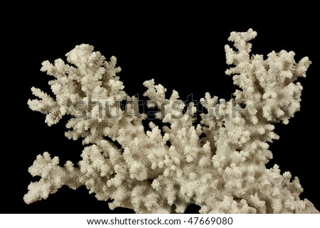 White coral material against black background.