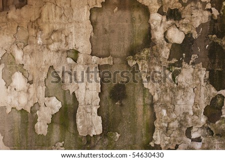 Old weathered concrete wall showing old plaster, plaint, algae, moss, and water damage.