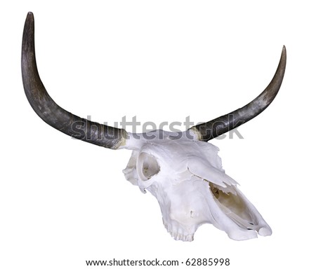 stock photo : Bleached out Texas longhorn steer skull with work path.