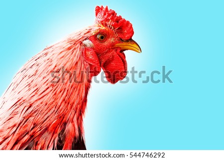 portrait of a rooster\'s head. isolated on white background. symbol of 2017 on east calendar. Red fire rooster. new year card
