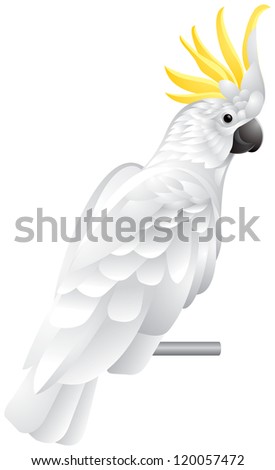 Cockatoo parrot, exotic bird with white plumage and yellow crest vector illustration