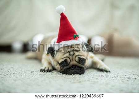 Cute Dog Pug Breed in Red Santa coat Costume lying smile and happiness in Christmas and new year day,Healthy Purebred dog  with Christmas concept