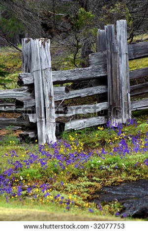 Fence and flowers