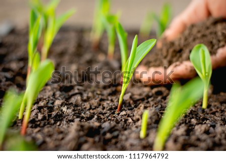 The seedlings of corn are growing from the fertile soil, concept of agriculture.