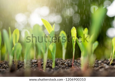 Corn seedlings are growing from abundant soil, while rain is falling and sunlight is shining in the morning.