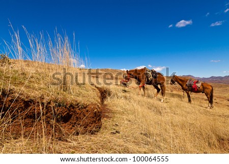 Horses feeding on grass in the hills on a sunny day