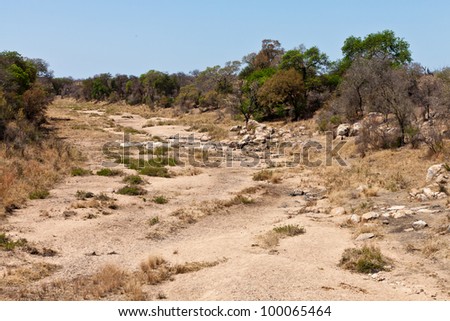 Rocky dry riverbed landscape with trees and bushes in Africa with trees and bushes in Africa