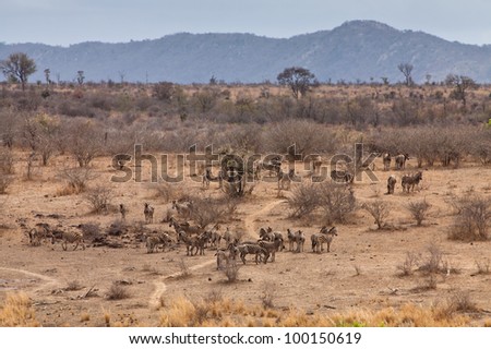 Giraffe animal walking through an African landscape