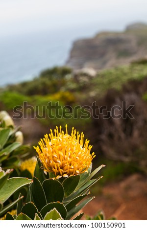 Flowers growing on the rocks near the ocean