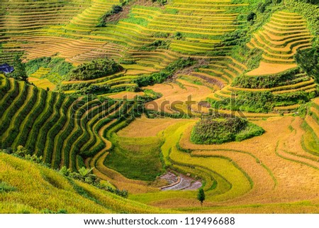 Beautiful green rice terrace details on a sunny day