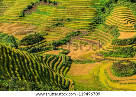 Beautiful green rice terrace on a sunny day