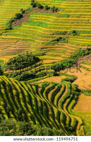 Beautiful green rice terrace on a sunny day