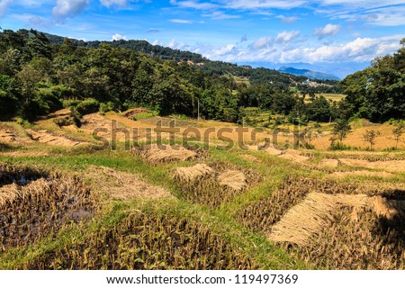 Landscape of harvested rice terraces lit by sun