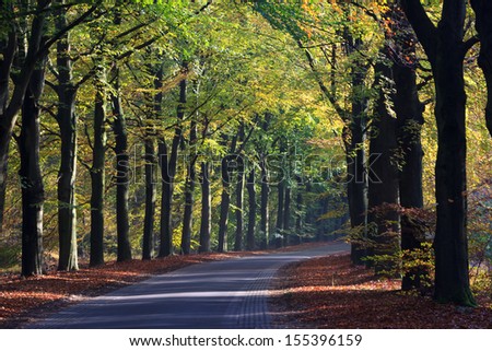 Autumn landscape of a road through the forest in the morning