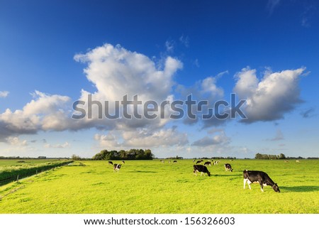 Cows grazing on a grassland in a typical dutch landscape on a sunny day