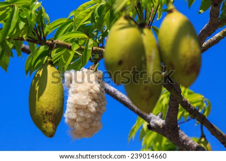 Seeds of an african plant against a blue isolated background