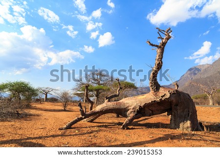 Broken Trunk of baobab tree in a baobab forest in Africa