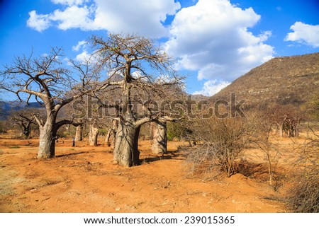 Baobab tree forest in Africa on a sunny day