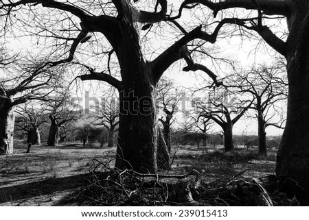 Trunk of baobab tree in a baobab forest in Africa