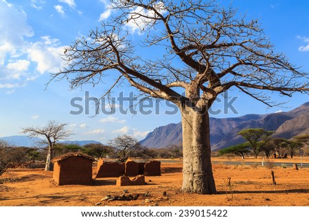House surrounded by baobab trees in Africa, Tanzania