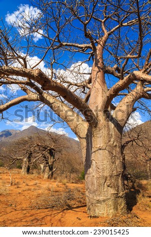 Baobab tree in Africa on a sunny day