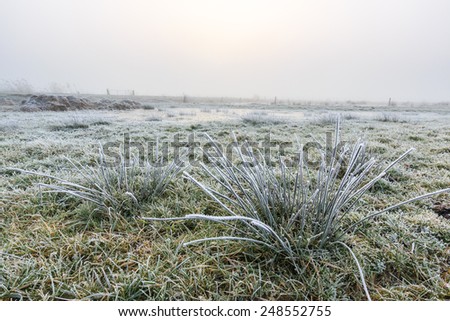 Close up of grass in a grassland with hoar frost on a winter day