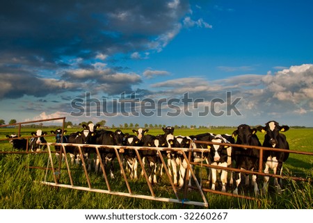 Countryside with meadow and cows in the evening