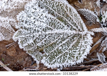 Hoar frost or soft rime on plants at a cold winter day