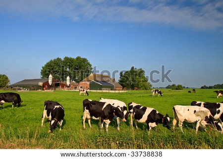 Countryside with farm and grazing cows on a grassland