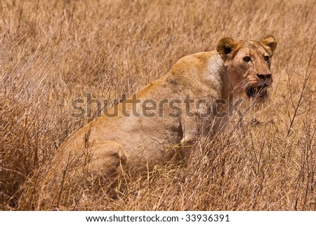 Female lion sitting in the dry yellow grass