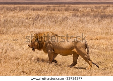 Male lion walking in the dry yellow grass