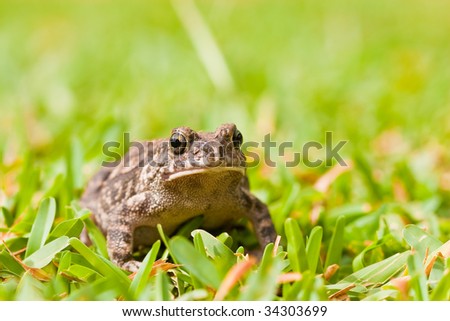 Striped frog sitting in the green grass