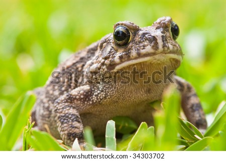 Striped frog sitting in the green grass