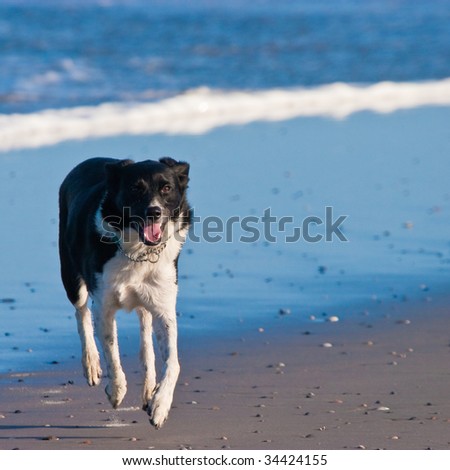 Young dog running on the beach near the waves