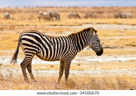 Zebra animal walking in the serengeti in the sun