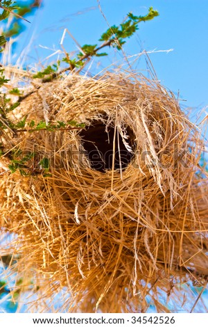 Weaving Bird Nest