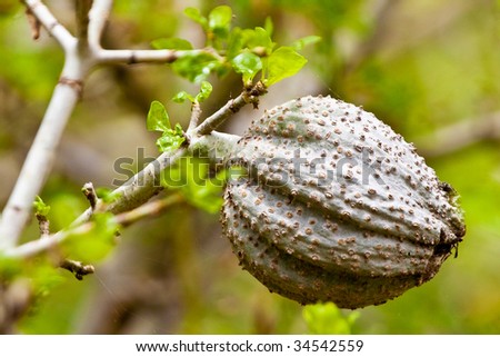 Acacia Fruit