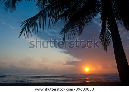 beach sunset with palm trees. the each with palm tree