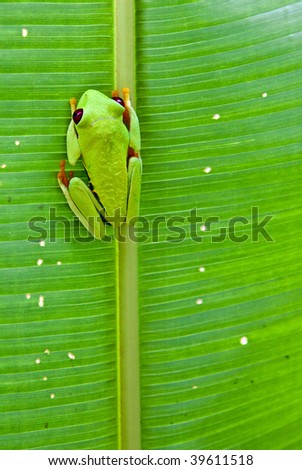 red-eyed tree frog on a leaf